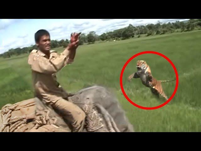 What Happened after The Viral video of Tigress vs. Elephant Rider?