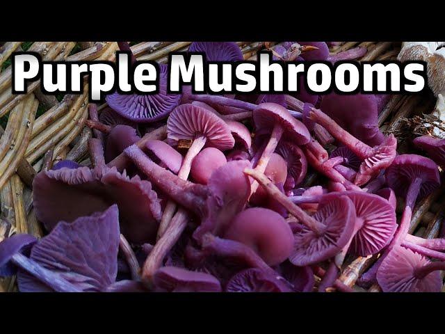 Amethyst Deceiver Mushrooms - Foraging & Cooking