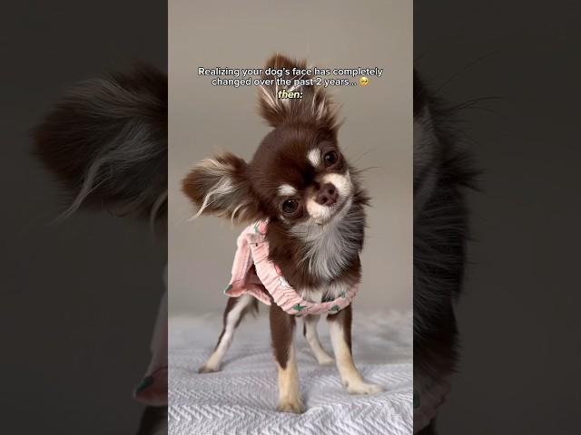 Chihuahua Puppy vs. Adult: Adorable Evolution ️