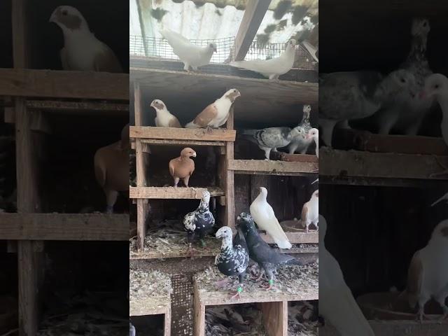 Fancy pigeon breeding loft