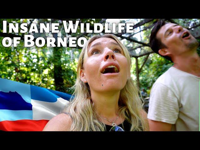 Flying To Borneo Just For That ONE MOMENT! A Crazy Wildlife Experience