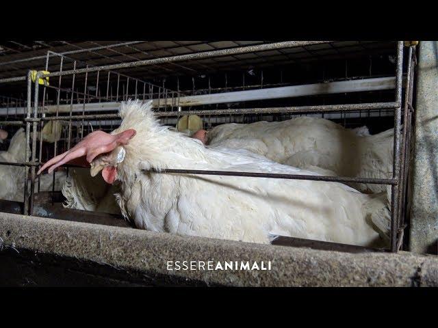 L'insostenibile produzione di uova negli allevamenti di galline - Essere Animali