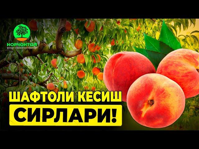 Шафтоли дарахтида шакл бериш ва кесиш! | Шуҳрат Абророб #uzbekistan #agriculture #gardening