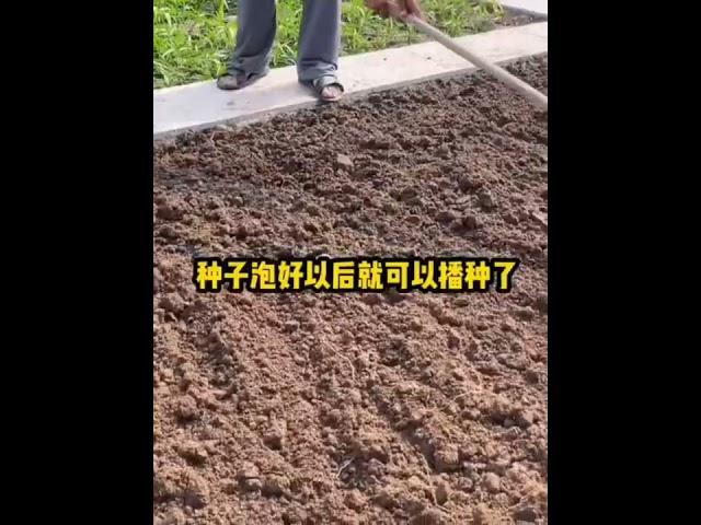 想要香菜种子《发芽快出苗齐》切记这两步！↘️家庭菜园有机种植
