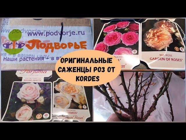 Оригинальные саженцы роз от Kordes из Подворья.