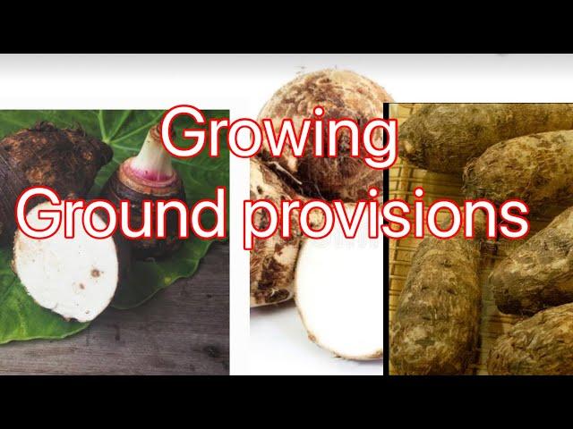 Growing food from the Caribbean island that easy to Grow