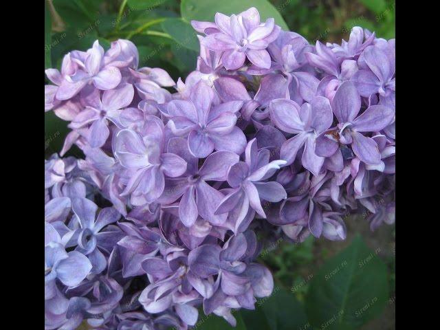 сорт сирени S v Violetta