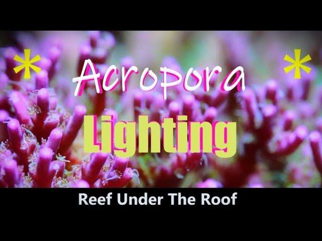 The BEST Acropora Lighting Advice (How to do it properly!)