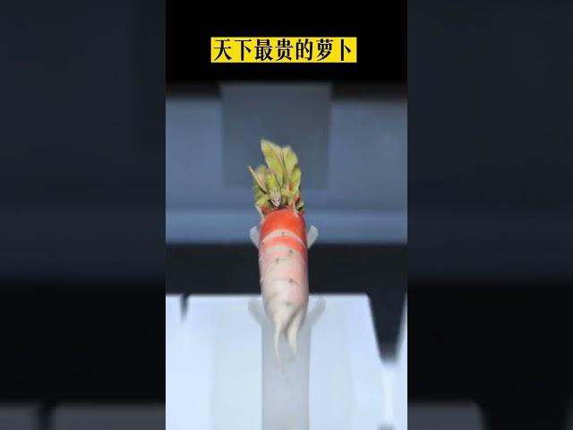 世界上最貴的胡蘿蔔！ #古墓  #考古  #历史 #古墓挖掘