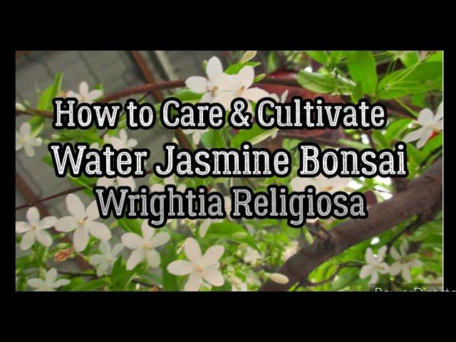 How to Care & Cultivate Water Jasmine Bonsai (Wrightia Religiosa)