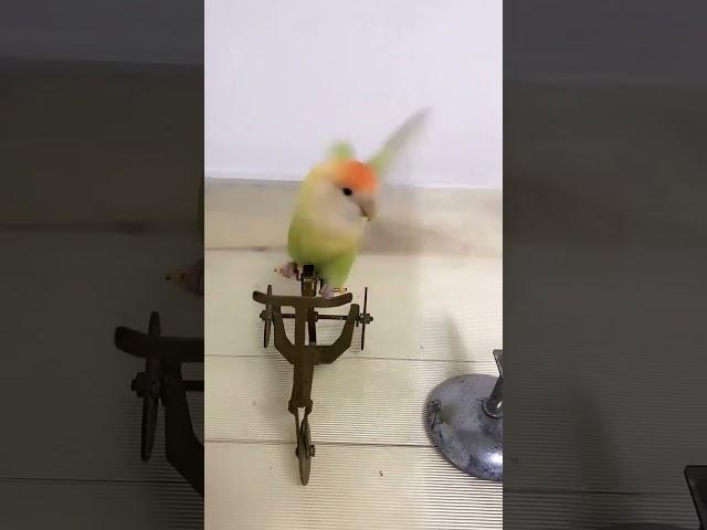 Amazing Smart Parrot Video