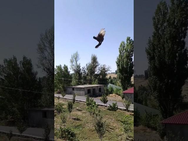 Turkish Tumbler Back to Back Flipping  #shorts #pigeon