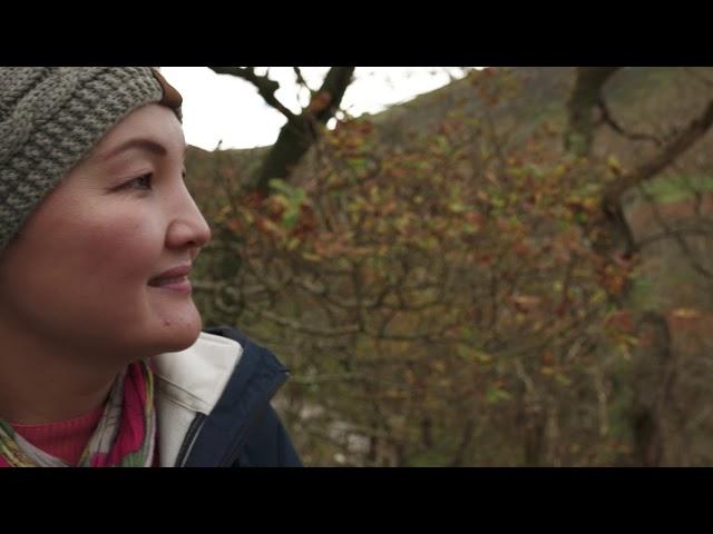 Aber Falls Abergwyngregyn, Gwynedd, Wales /Абер-Фоллс водопад, Абергвингрегина, Северный Уэльс.