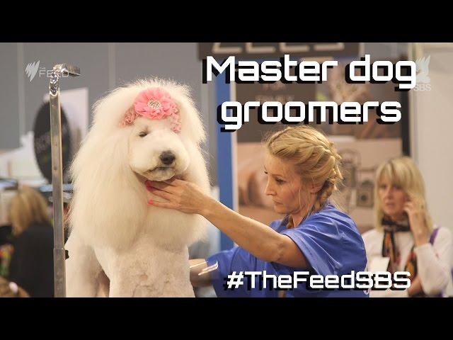 Master dog groomers Australia - The Feed