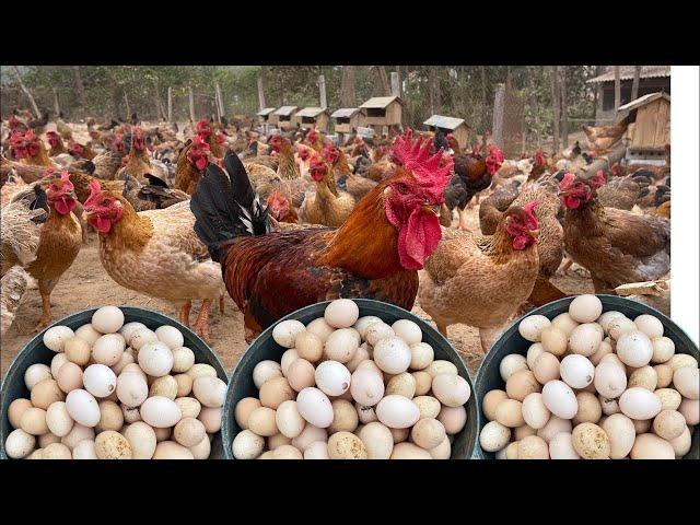 How To Get 1000 To 1,300 Eggs Daily From Your Poultry Farm | Farmers Shares Details