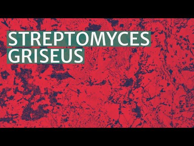 Streptomyces griseus