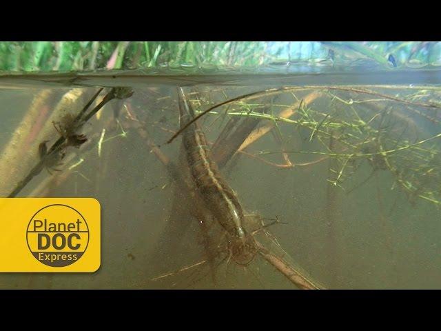 Aquatic Vampire | Planet Doc Express