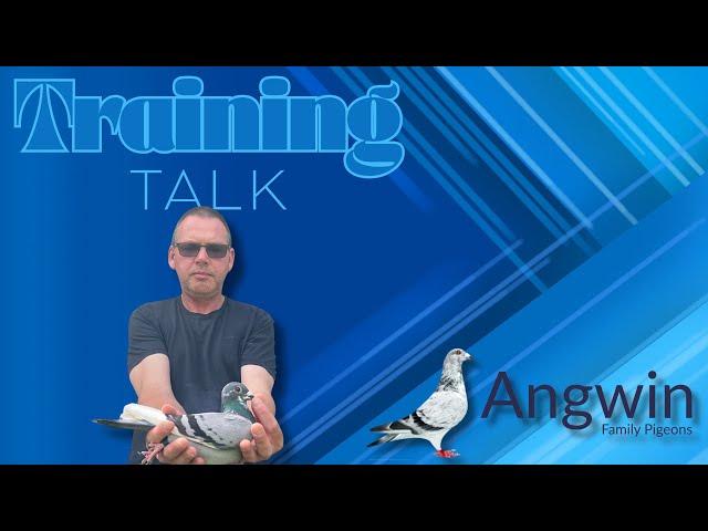 Racing Pigeon Training with Angwin Family Pigeons - Training for old bird  pigeon Racing