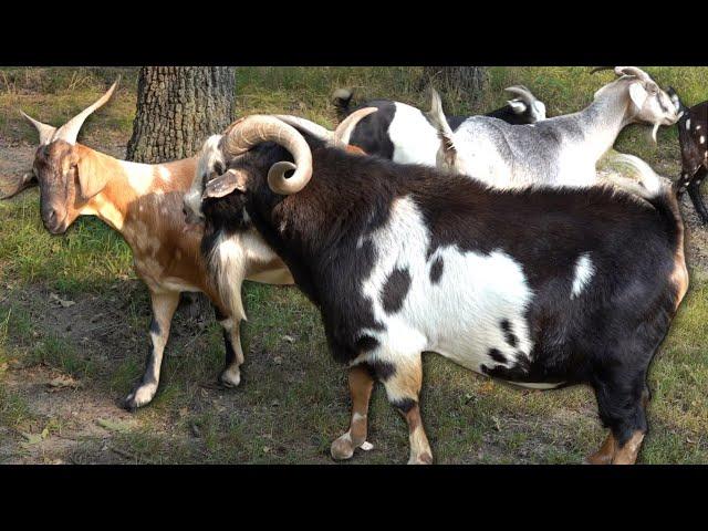 Breeding Season! Huge Kiko Buck Goat