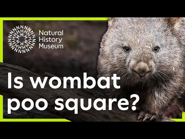 Why is wombat poo square? | Surprising Science