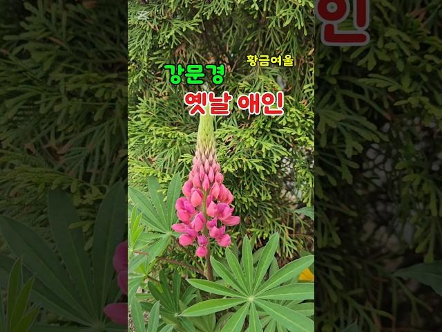 강문경 옛날애인