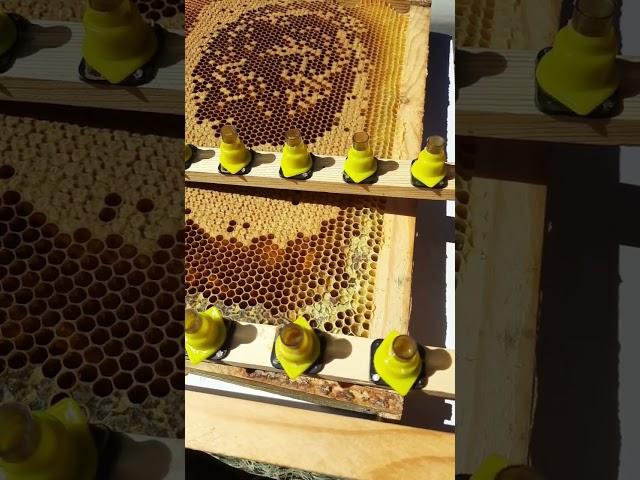 перенос личинки шпателем #матководство #пчеловодство #bee #пасека #пчёлы #мёд #таёжныймёд #бакфаст