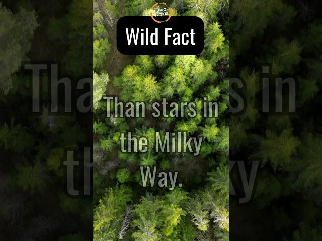 Wild Fact: There Are More Trees on Earth Than Stars in the Milky Way!