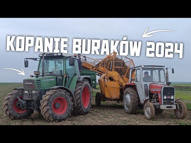 Kopanie Buraków 2024!?MF 255 & Fendt Favorit 510C?!Autosan D47 VS Neptun!?Daniel12