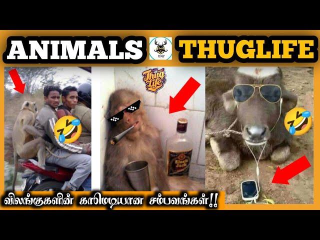 Animals Thuglife | விலங்குகளின் காமெடியான சம்பவங்கள் | Animals | Thug Life | NIAN THUG LIFE