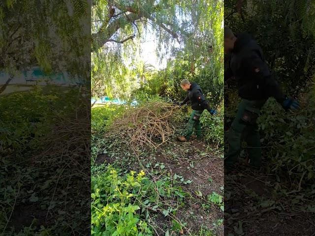 Annual Pruning Of A Big Lantana Bush