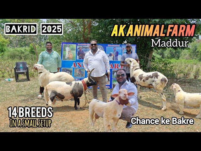 Ak Animal Farm 90191 29953 Premium Quality Multiple Breeds For Bakrid 2025