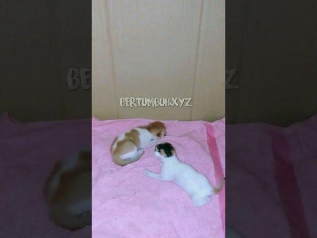 Three days old kittens, newbie of the family | Bayi Kucing