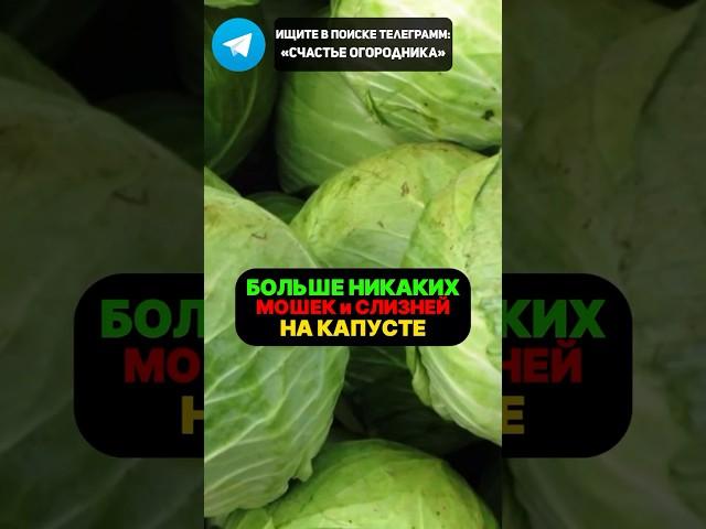 Больше Никаких Слизней,Гусениц и Вредителей на Капусте!  Всего 1 ЛОЖКА.. #капуста #огород #дача #сад