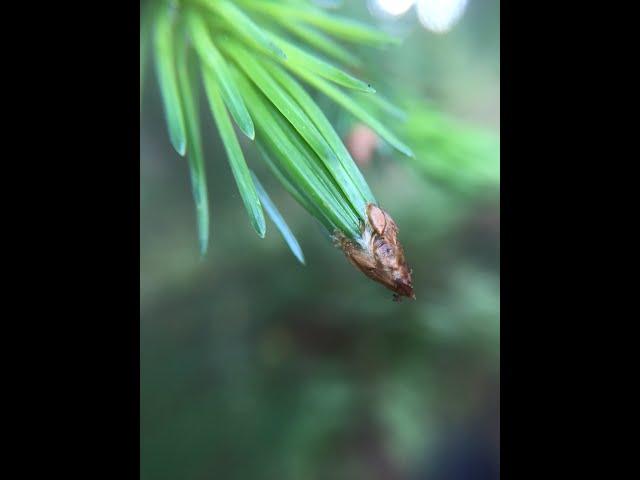 Residual vegetative bud scales carpeting the forest floor just now