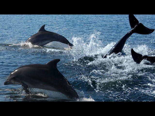 Pod Of Dolphins Help Alert Rescue Crew To Swimmer Lost At Sea.