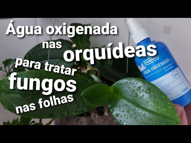 ÁGUA OXIGENADA nas ORQUÍDEAS para tratar FUNGOS nas folhas