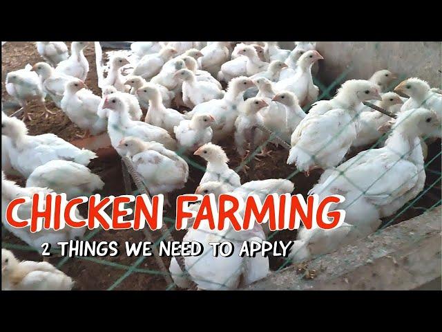 How To Be Successful in Chicken Farming Business? 