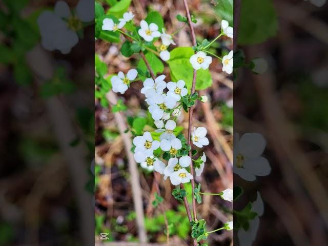 삼동의 봄 Ⅱ #새봄 #spring #봄길 #정호승 #의왕시