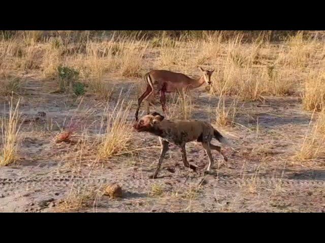 Gruesome Wild Dog Kill | Great Plains Conservation