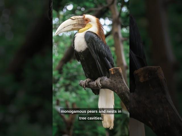 malabar hornbill