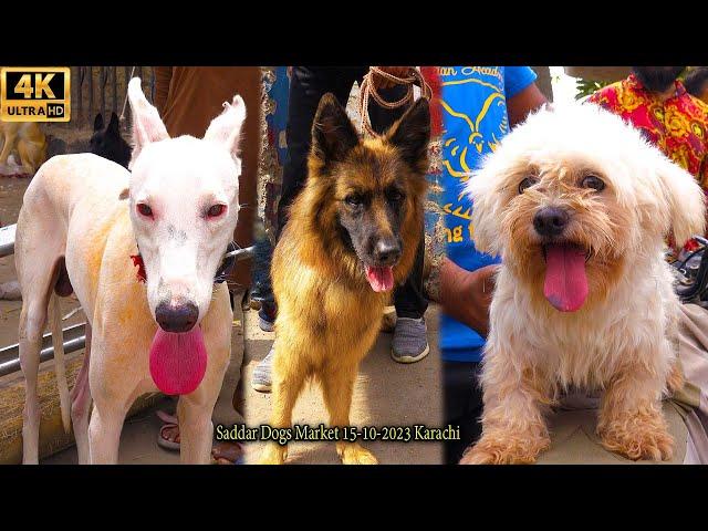 Saddar Sunday Dogs Market 15-10-2023 Karachi Rare Dogs Breeds | جميع أنواع الكلاب متوفرة في السوق