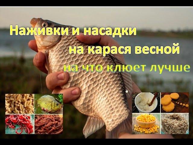 Наживки и насадки на карася весной — на что клюет лучше.