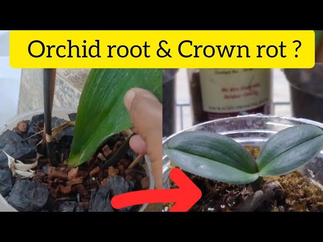 How to RESCUE ORCHID ? #orchidcare #youtubevideo #orchidworld