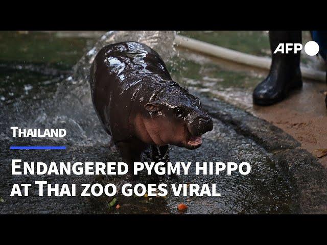 Endangered pygmy hippo at Thai zoo goes viral | AFP