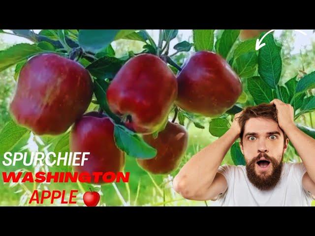 Spurchief Washington Apple | Super Chief apple variety  || Kashmiri Apple