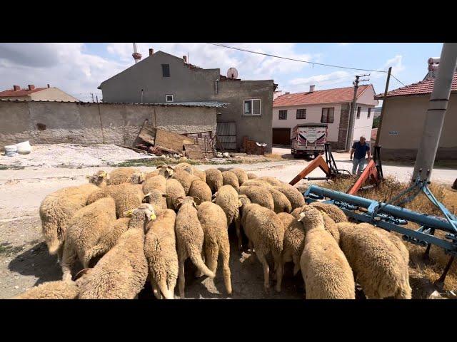 103 TANE KUZU ALDIK - HAYVAN PAZARI - KÖY İŞLERİ - koyun kuzu videoları kurbanlık koyun indirme