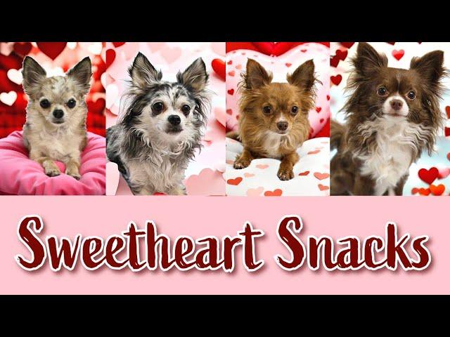 Valentines' sweetheart snack for the chihuahuas. Lucy does the unexpected!