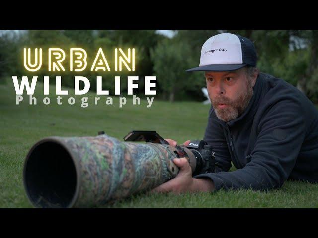 TIPS AND TRICKS on URBAN WILDLIFE PHOTOGRAPHY // Hedgehog in the garden