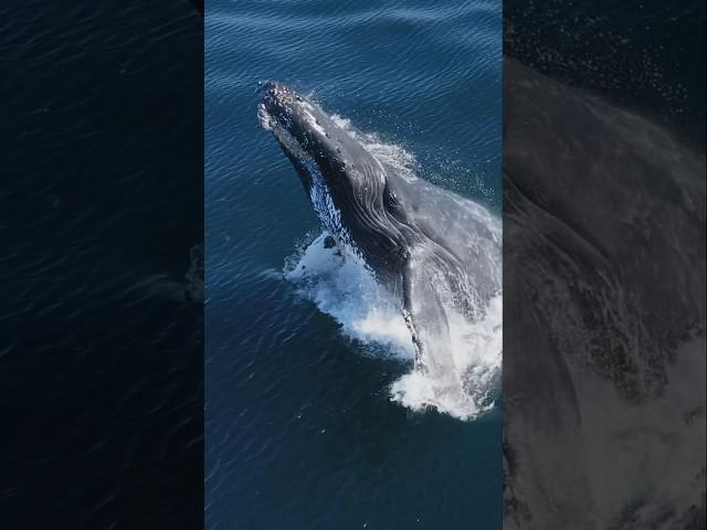 An amazing Humpback Whale breach!