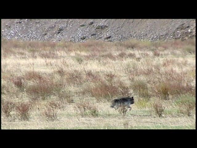 Montana wolf hunting case being heard in Helena